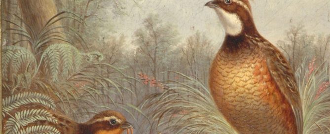 Gamebird and Family